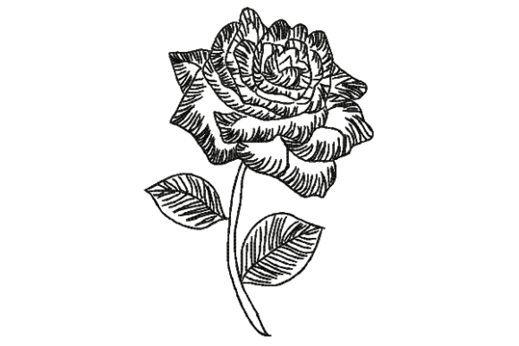 Download Rose Line - Rose Collection